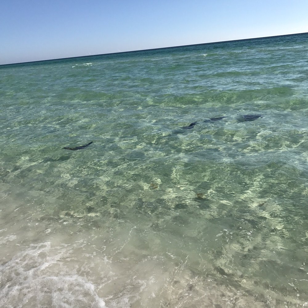 Camp Gulf - Skates right off the campground - and check out that water! - Campgrounds Near Me - Destin, Florida Camp Gulf - Skates right off the campground - and check out that water! - Campgrounds Near Me - Destin, Florida