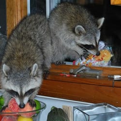 Hampton Wildlife Removal & Rescue - Pest Control - 26 Huntting Ave