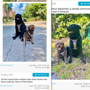 Paws'N Whiskers - Dog Walkers Near Me - Fort Lauderdale, Florida Paws'N Whiskers - Dog Walkers Near Me - Fort Lauderdale, Florida