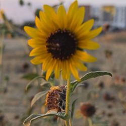 Destino's - A pretty sunflower on my country walks, to walk off my meals at Destinos, ALWAYS DELICIOUS!