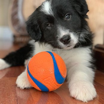 Sherwood Barks - Pet Sitting Near Me - Edmonton, Alberta Sherwood Barks - Pet Sitting Near Me - Edmonton, Alberta