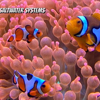 Sierra Saltwater Systems - Aquariums Near Me Sierra Saltwater Systems - Aquariums Near Me
