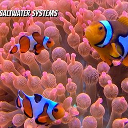 Sierra Saltwater Systems