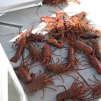 Pacific Venture Charter Services - Catalina Island Lobster We will get approx. 20 per night in the 21/2 size - Boating Near Me Pacific Venture Charter Services - Catalina Island Lobster We will get approx. 20 per night in the 21/2 size - Boating Near Me