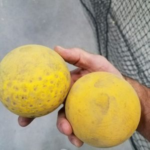 Photo of AZ GRIP-N-RIP Batting Cages - Queen Creek, AZ, United States