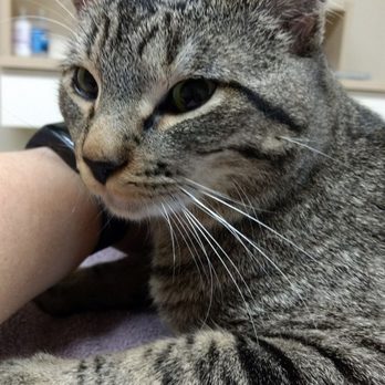 Arcade Animal Hospital - Veterinarians Near Me - Saint Paul, Minnesota