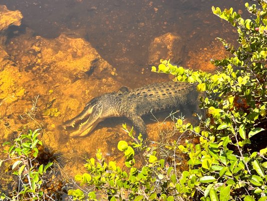 Big Cypress National Preserve by null