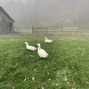 Wicked Bines Farm - Ducks - Farms Near Me - Berlin, Vermont Wicked Bines Farm - Ducks - Farms Near Me - Berlin, Vermont
