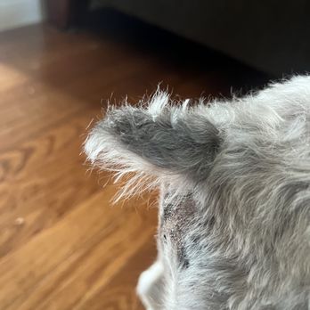 Lucky Paws Pet Grooming - Tail was even poorly cut. We had to cut it OURSELVES because it was a poodle trim tail...embarrassing. Quit ur job while ur ahead girlie - Pet Groomers Near Me - New Hyde Park, New York Lucky Paws Pet Grooming - Tail was even poorly cut. We had to cut it OURSELVES because it was a poodle trim tail...embarrassing. Quit ur job while ur ahead girlie - Pet Groomers Near Me - New Hyde Park, New York