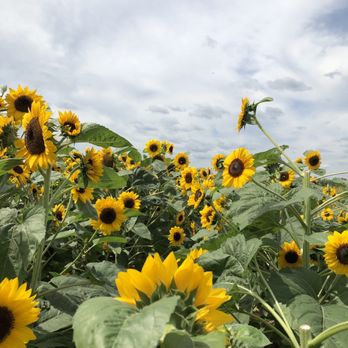 Beasley's Orchard - Farmers Market Near Me - Danville, Indiana