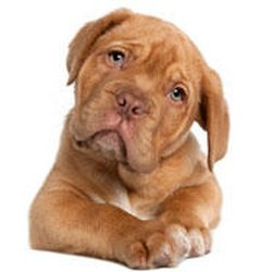 Washington County Humane Society