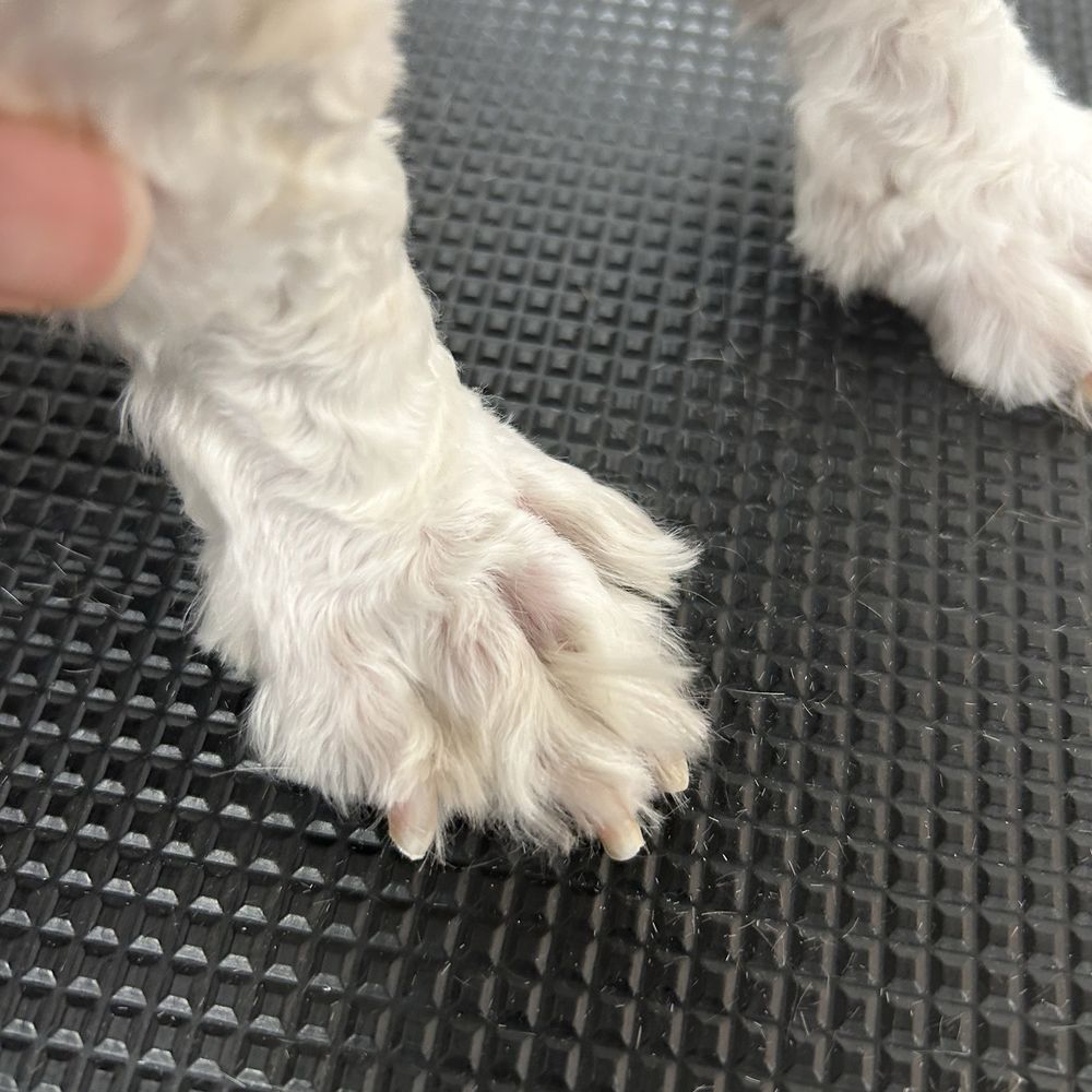 Pet Beloved - Her fresh paws - Pet Groomers Near Me - San Diego, California Pet Beloved - Her fresh paws - Pet Groomers Near Me - San Diego, California