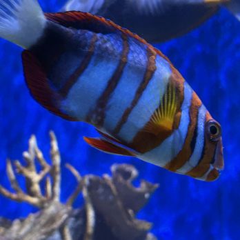 Denver Zoo - fish - Zoos Near Me - Denver, Colorado Denver Zoo - fish - Zoos Near Me - Denver, Colorado