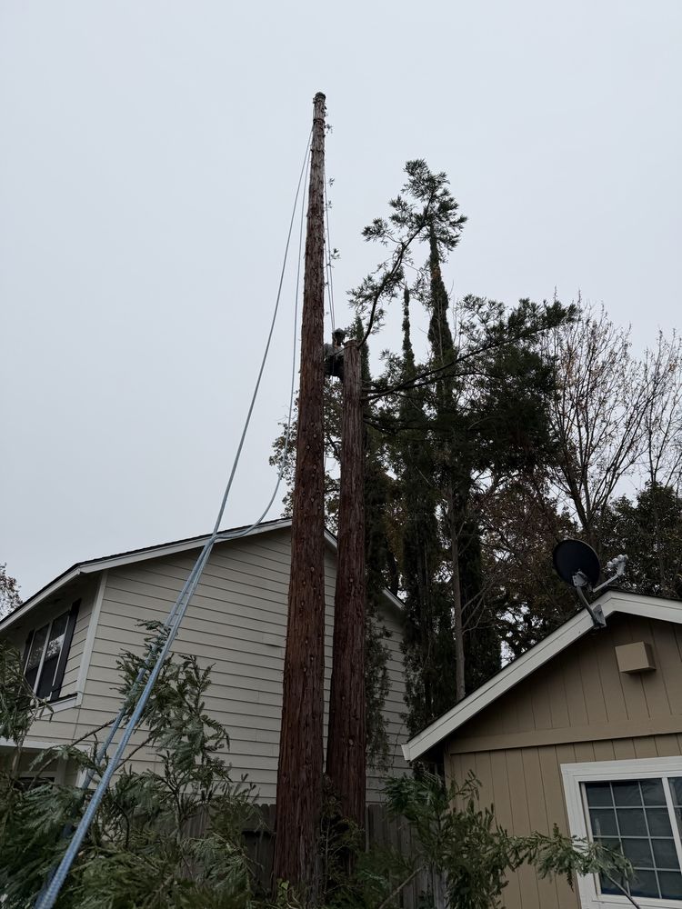 Asap Tree Care - tree service in Sacramento, CA