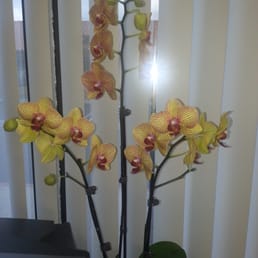 One of Dr. Mai's Beautiful Plants