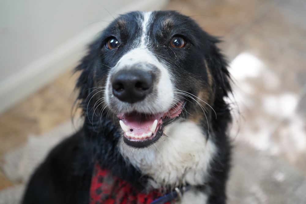 NEW PITTSBURG VETERINARY CLINIC Updated October 2024 30 Photos