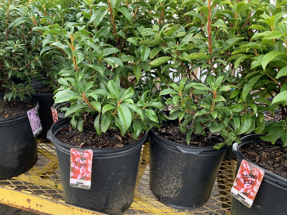 FERNBROOK NURSERY Updated June 2024 150 Bordentown Rd