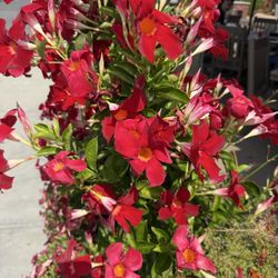 110 Grill - Flowers surrounding the outside patio
