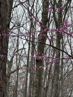 Daniel Boone National Forest by null