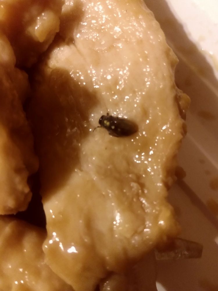 JASMINE CHINESE RESTAURANT Updated August 2024 11 Reviews 701 E