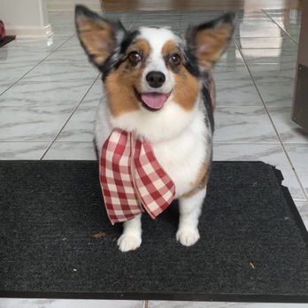 Paws Mobile Grooming - Perfectly groomed corgi x Australian Shepard wrapped up in a bow - Pet Groomers Near Me