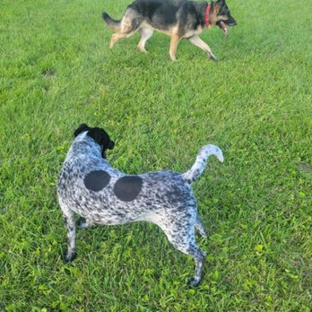 Oopsie Poopsie - Pet Waste Removal Near Me Oopsie Poopsie - Pet Waste Removal Near Me