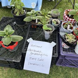 Bellflower Farmer's Market - 5/4/26 It may be small but it full of heart, love this farmers market, gorgeous cloudy day
