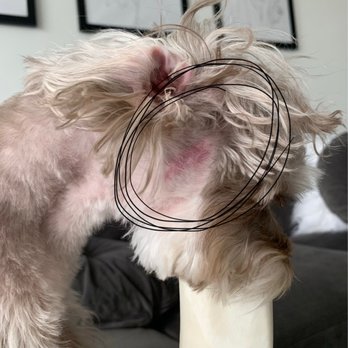 Dogtown - another cut on my dog - Pet Groomers Near Me - Coconut Grove, Florida Dogtown - another cut on my dog - Pet Groomers Near Me - Coconut Grove, Florida