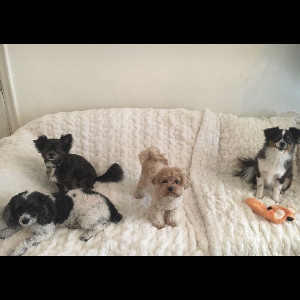 Wendy's Pet Care - Pet Sitting Near Me - New York, New York Wendy's Pet Care - Pet Sitting Near Me - New York, New York