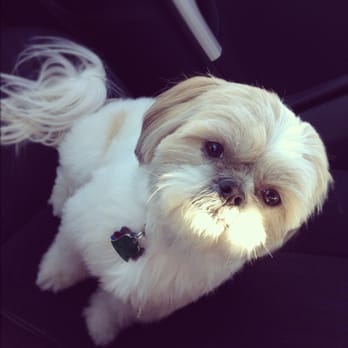 bonnie's pampered pets