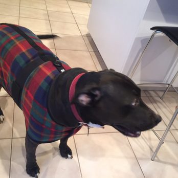 Andersen's Pet Shop - Cozy sweater from Andersen's for my sweet girl. - Pet Stores Near Me - Montrose, California