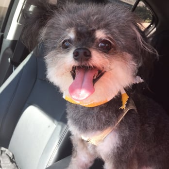 Green Paw Grooming - Pet Groomers Near Me - La Jolla, California