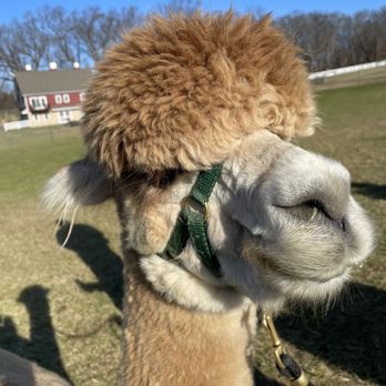 Bluebird Farm Alpacas - Beautiful animal. - Attraction Farms Near Me - Peapack, New Jersey Bluebird Farm Alpacas - Beautiful animal. - Attraction Farms Near Me - Peapack, New Jersey