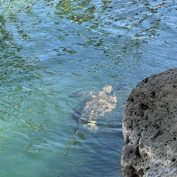 Dolphin Quest - Tours Near Me - Waikoloa, Hawaii