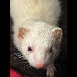 The Cat Hospital - This is our sweet ferret Mouse.
