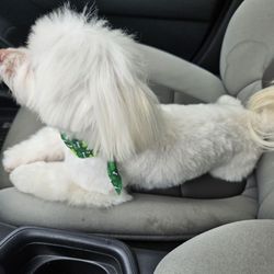 Dog Salon Kahala