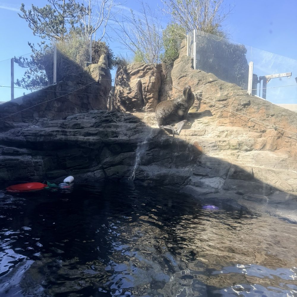 Seattle Aquarium - Aquariums Near Me - Seattle, Washington Seattle Aquarium - Aquariums Near Me - Seattle, Washington