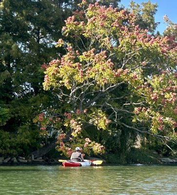 Kayak-iti-Yat, Original Kayaking Tours of New Orleans by null