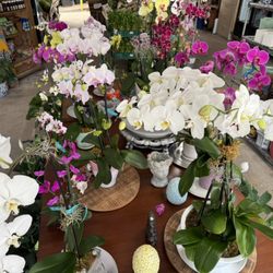 Urban Farm Mart - Orchid arrangements