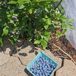 Michael Brothers Nursery - A blueberry bush I bought at Michael Bros for $30.