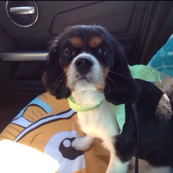 Grooming D Tails - Pet Groomers Near Me - Savage, Minnesota Grooming D Tails - Pet Groomers Near Me - Savage, Minnesota