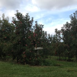 Scenic Ridge Fruit Farms - Apple trees.