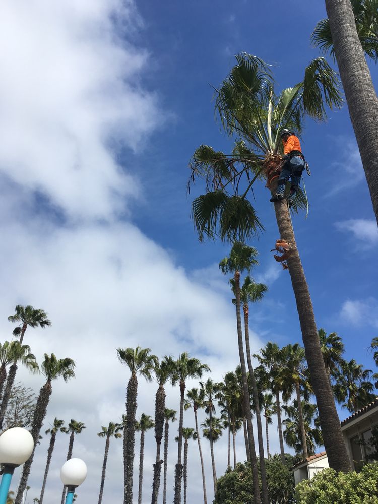 GREEN LEAF TREE CARE, INC. 19 Photos & 16 Reviews San Diego, California Tree Services