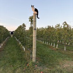 Painted Turtle Hard Cider - Cat in the orchard
