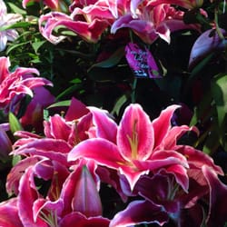Safeway - Lily in full bloom!