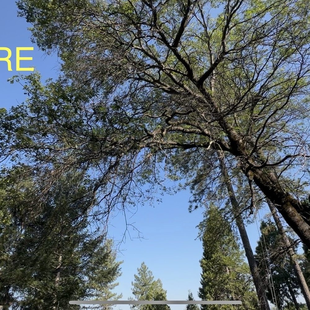 McMillan Tree Services - Before the branches favoring the left. Lots of dead branches too. - Tree Services Near Me - Chico, California McMillan Tree Services - Before the branches favoring the left. Lots of dead branches too. - Tree Services Near Me - Chico, California