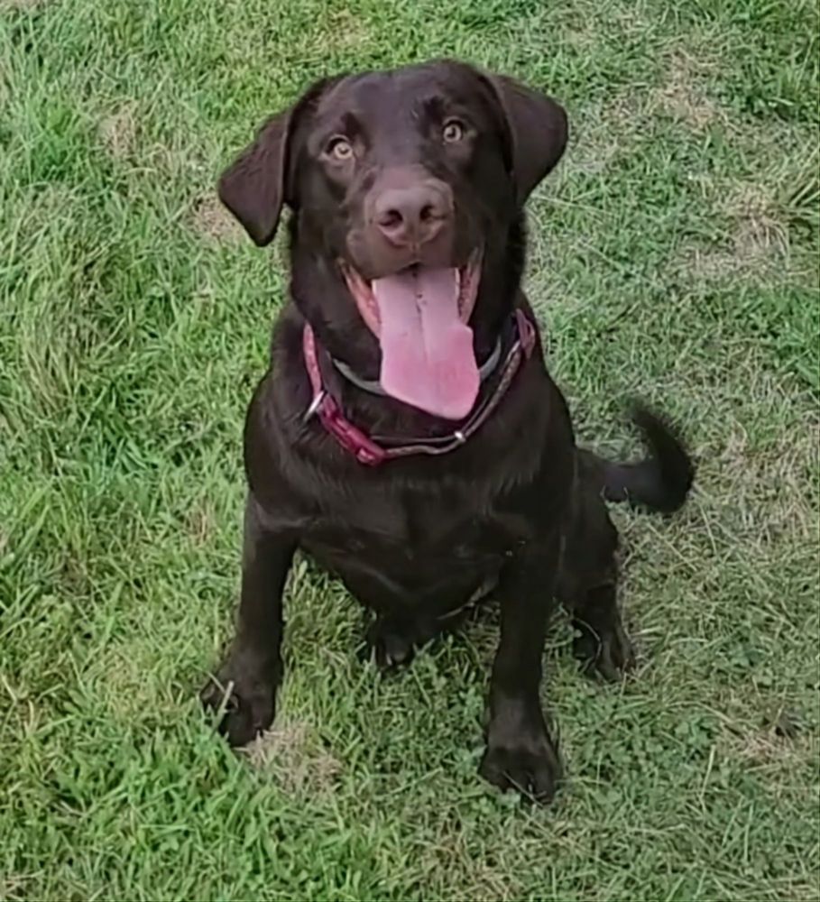 DOGWOOD KENNELS Updated June 2024 Kents Store, Virginia Pet