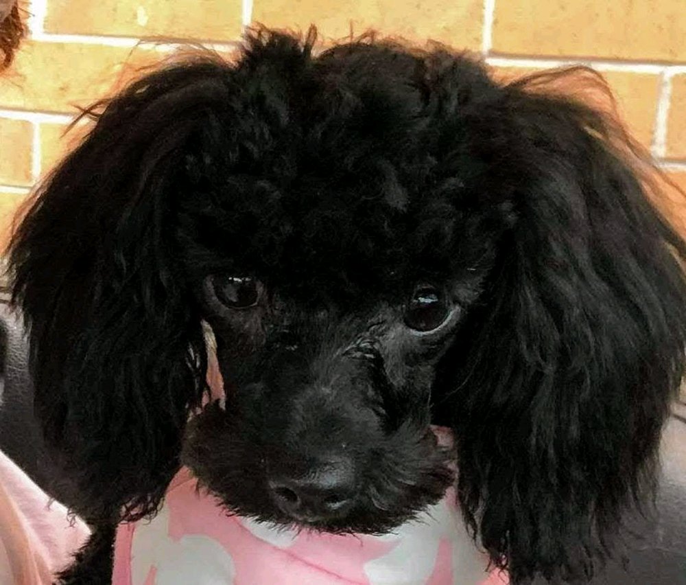 BRISTOL ANIMAL CLINIC Updated May 2024 930 Commonwealth Ave