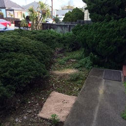 The owner's excuse for not trimming the bushes was, "it would be ugly". The owner's excuse for not trimming the bushes was, "it would be ugly".