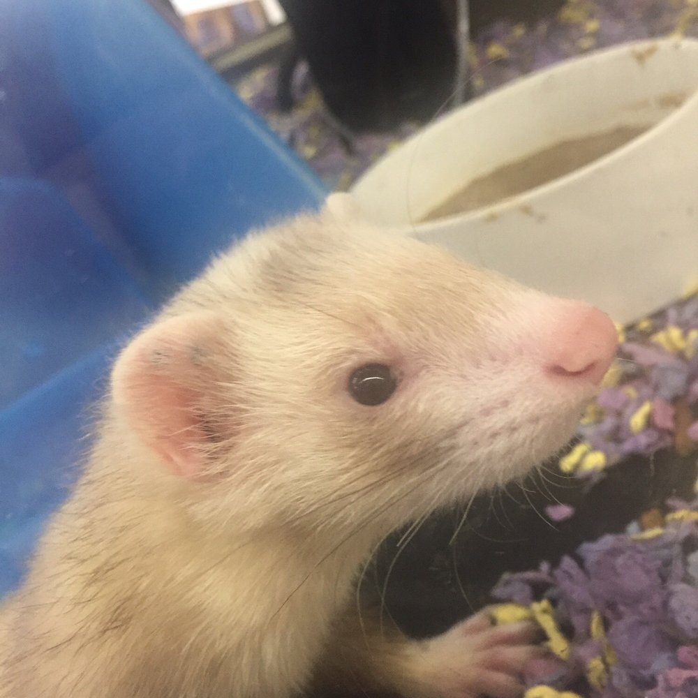 Petco - Ferrt - Pet Training Near Me - Moline, Illinois